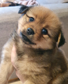 teacup pomeranian for sale gumtree